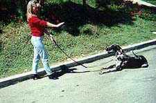 Stay : Karen and her dog, Sepp demonstrate effective Dog Training