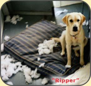 What's in a name? San Diego Dog Agression Training