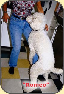What's in a name? San Diego Dog Agression Training