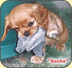 What is the best age to start training my dog? San Diego Dog and Puppy Training, Housebreaking, Potty Training